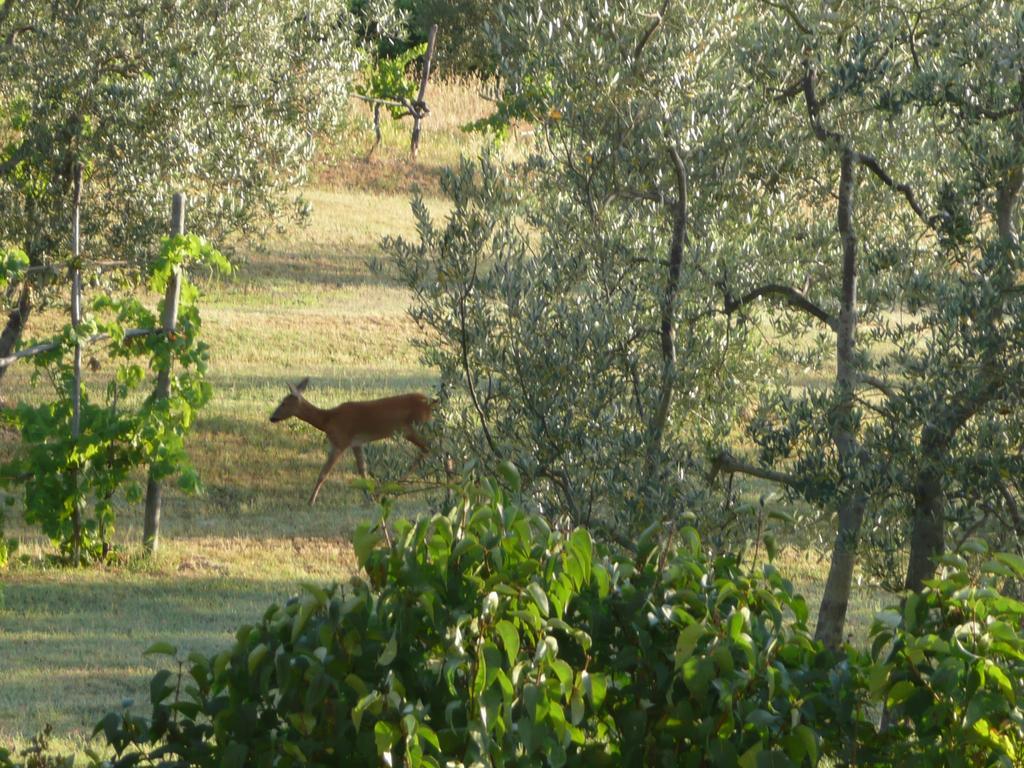 Casa Ercole Farm Stay Greve in Chianti Exterior photo